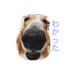 チー コタ ぺ サチコ（個別スタンプ：1）