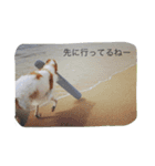 チー コタ ぺ サチコ（個別スタンプ：3）