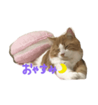 Laoのまいにち（個別スタンプ：3）