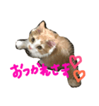 Laoのまいにち（個別スタンプ：6）
