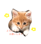 こばん君（個別スタンプ：3）