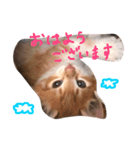 こばん君（個別スタンプ：6）