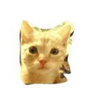 sakutaro cat（個別スタンプ：8）