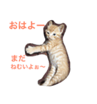 ねこの日常生活0925（個別スタンプ：1）