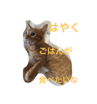 ねこの日常生活0925（個別スタンプ：3）