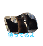 ねこの日常生活0925（個別スタンプ：5）