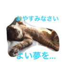 ねこの日常生活0925（個別スタンプ：6）