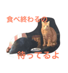 ねこの日常生活0925（個別スタンプ：10）