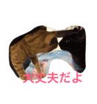 ねこの日常生活0925（個別スタンプ：13）