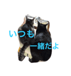 ねこの日常生活0925（個別スタンプ：14）