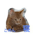 ねこの日常生活0925（個別スタンプ：15）