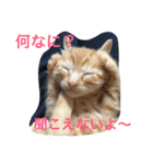 ねこの日常生活0925（個別スタンプ：16）