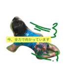 元気っ子POPPYのサクッと返信シリーズvol.1（個別スタンプ：19）