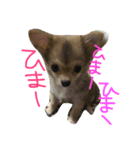 s5（個別スタンプ：5）
