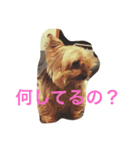 ひならぶ♥（個別スタンプ：22）