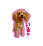 レオとルナ  ①（個別スタンプ：12）