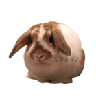 我が家のモフィ（個別スタンプ：5）