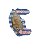 かにうに日和 1（個別スタンプ：1）
