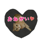 かにうに日和 1（個別スタンプ：5）