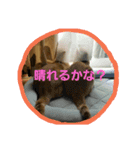 かにうに日和 1（個別スタンプ：7）