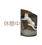 かにうに日和 1（個別スタンプ：9）