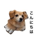 るなの日常言葉2（個別スタンプ：1）