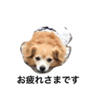 るなの日常言葉2（個別スタンプ：2）