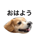 るなの日常言葉2（個別スタンプ：3）