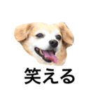 るなの日常言葉2（個別スタンプ：8）