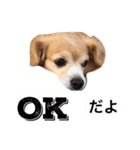 るなの日常言葉2（個別スタンプ：9）