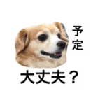 るなの日常言葉2（個別スタンプ：12）