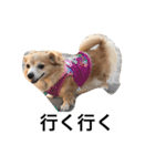 るなの日常言葉2（個別スタンプ：15）