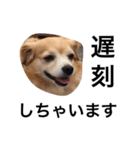 るなの日常言葉2（個別スタンプ：16）