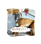 taiga_boxer（個別スタンプ：6）