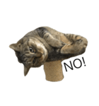 猫のつなさん（個別スタンプ：2）
