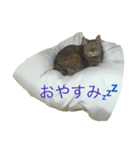 猫のつなさん（個別スタンプ：4）