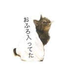 猫のつなさん（個別スタンプ：5）