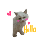 Ragdoll Cat Michael（個別スタンプ：1）