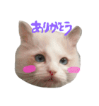 Ragdoll Cat Michael（個別スタンプ：3）