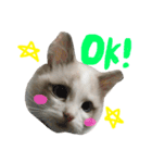 Ragdoll Cat Michael（個別スタンプ：4）