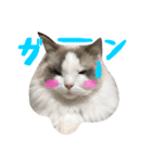 Ragdoll Cat Michael（個別スタンプ：5）