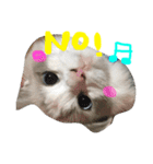 Ragdoll Cat Michael（個別スタンプ：6）