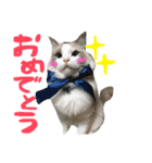 Ragdoll Cat Michael（個別スタンプ：7）