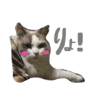 Ragdoll Cat Michael（個別スタンプ：8）