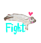 Ragdoll Cat Michael（個別スタンプ：9）