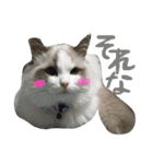 Ragdoll Cat Michael（個別スタンプ：11）