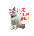 Ragdoll Cat Michael（個別スタンプ：12）