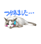 Ragdoll Cat Michael（個別スタンプ：13）