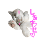 Ragdoll Cat Michael（個別スタンプ：16）