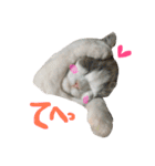 Ragdoll Cat Michael（個別スタンプ：17）